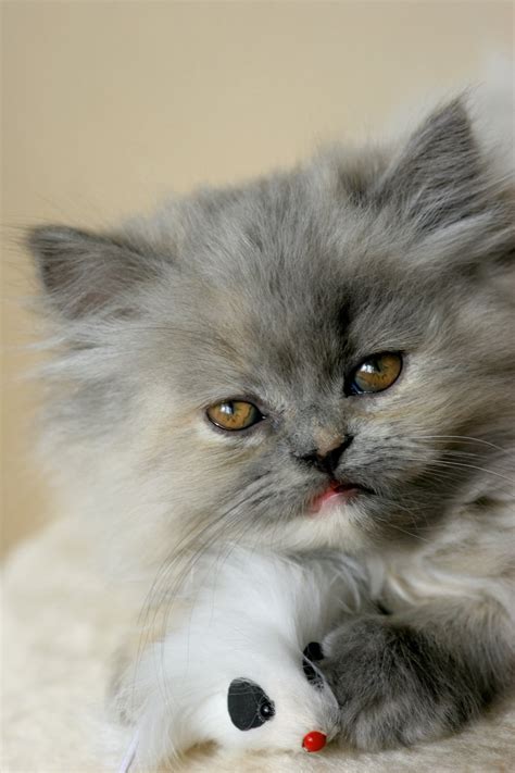 Persiankitty com. . Persian kittycom